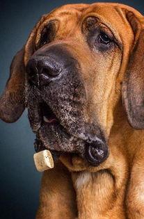 狗狗最新爆料文案搞笑版,宠物界的“八卦风云”